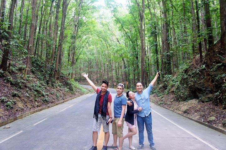 Bohol Manmade Forest - Century old trees natural attraction Bohol tourism Philippines