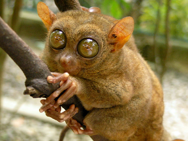 Bohol Tarsier Sanctuary - World's smallest primate endangered species wildlife tour